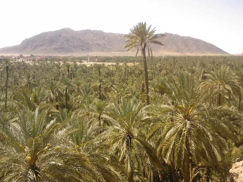 Figuig Oasis