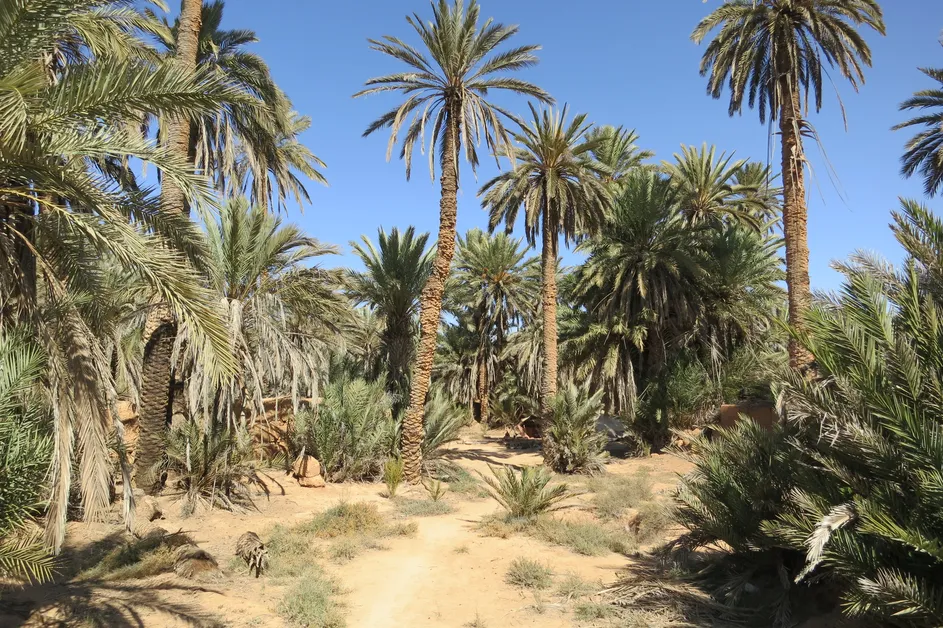 Oases at Tighmert